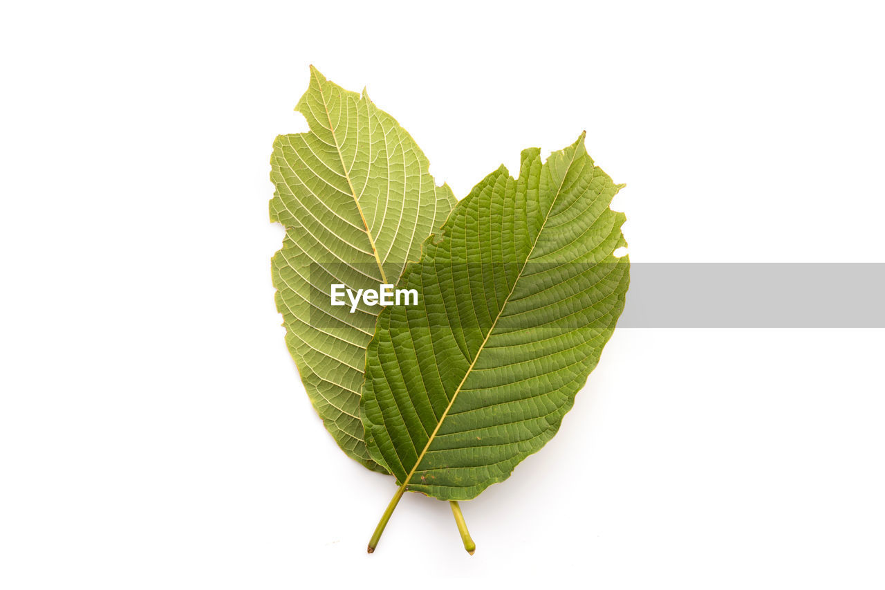 leaf, plant part, green, tree, plant, nature, cut out, white background, branch, studio shot, no people, produce, close-up, freshness, leaf vein, food and drink, beauty in nature, single object, indoors, food, herbal medicine, flower, medicine