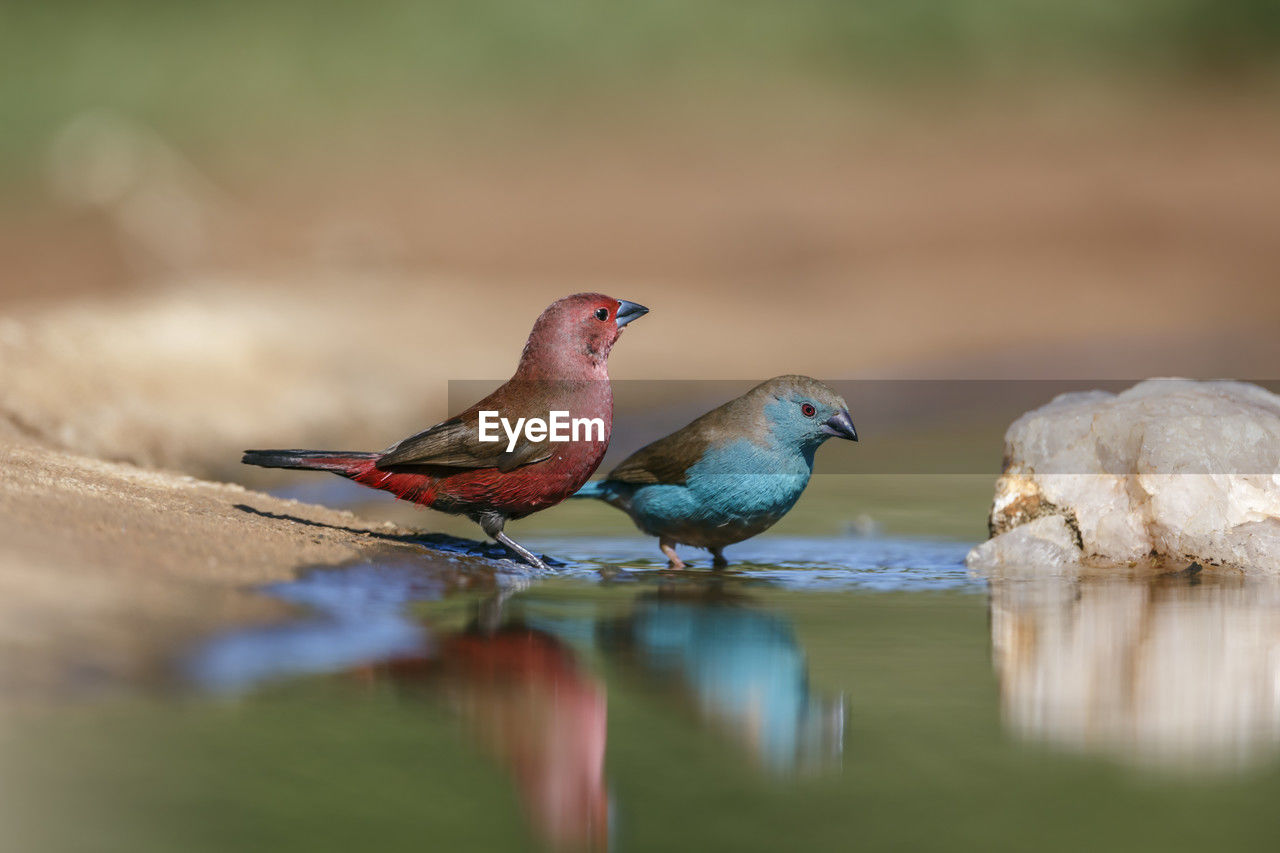 animal themes, animal, bird, animal wildlife, nature, wildlife, beak, close-up, selective focus, reflection, group of animals, water, no people, two animals, outdoors, day, beauty in nature, surface level, full length, songbird, multi colored, environment, lake, side view