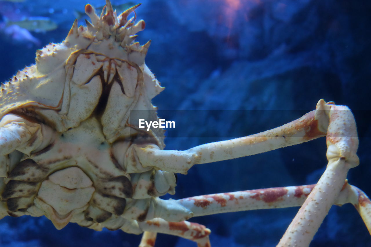 CLOSE-UP OF CRAB IN SEA