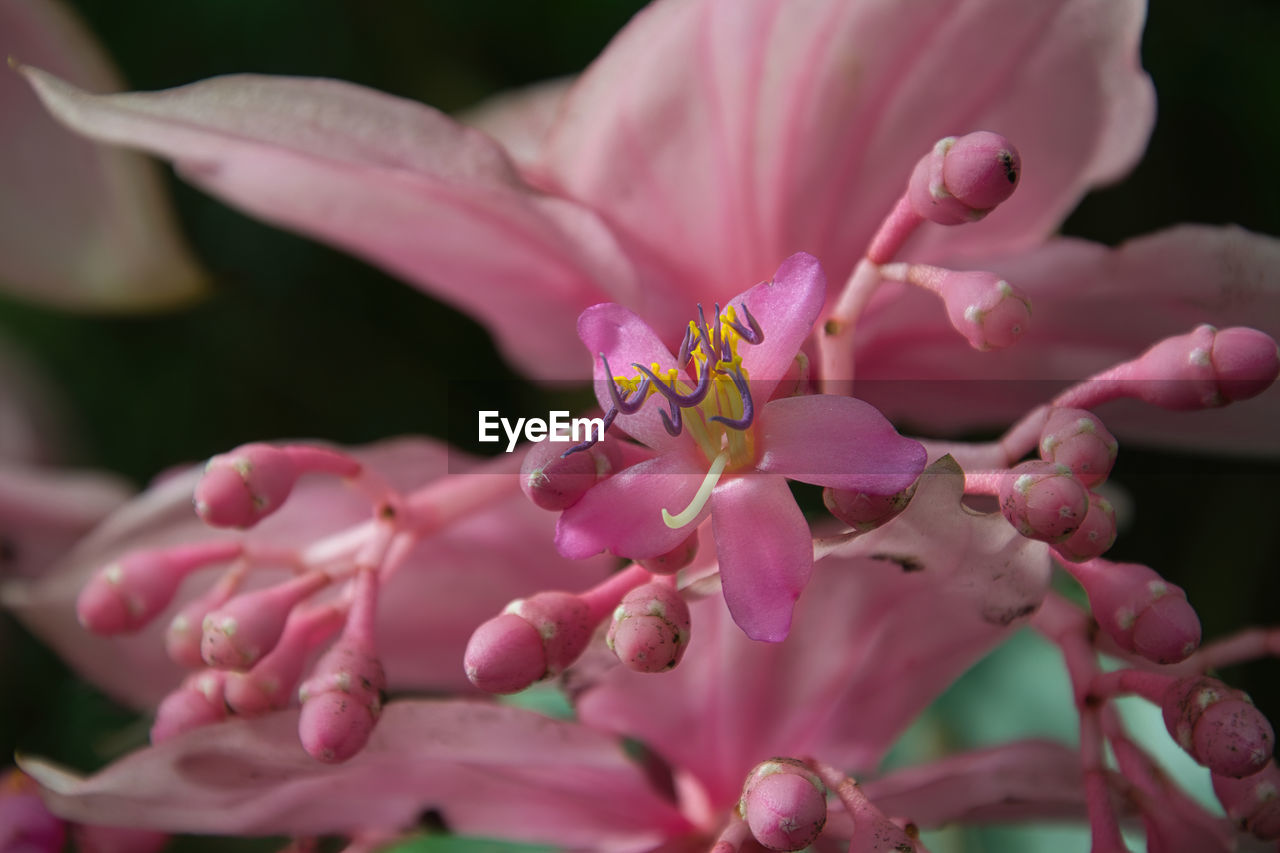 close-up of insect on flower