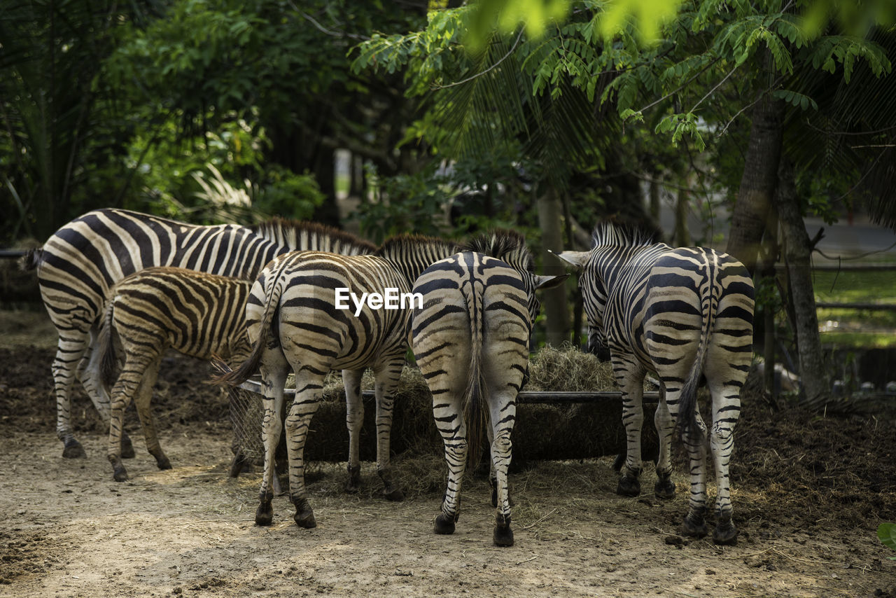 View of zebras in the forest