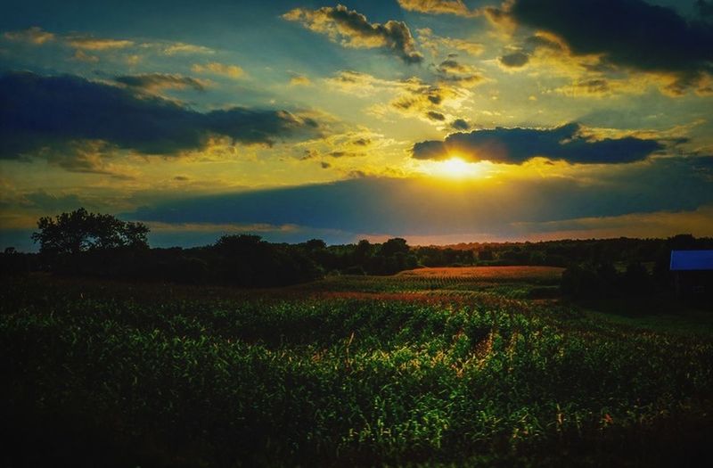 SUNSET OVER FIELD