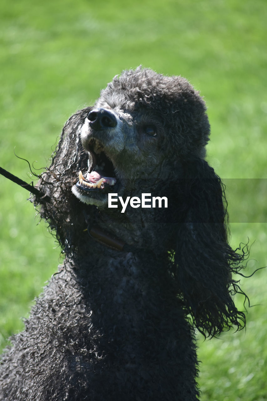 Adorable black poodle looking at the sky