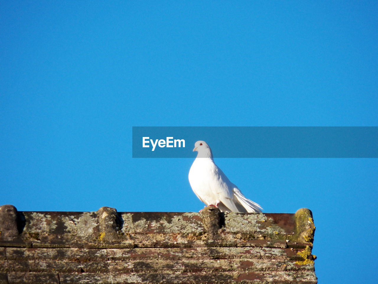 LOW ANGLE VIEW OF SEAGULL ON WALL