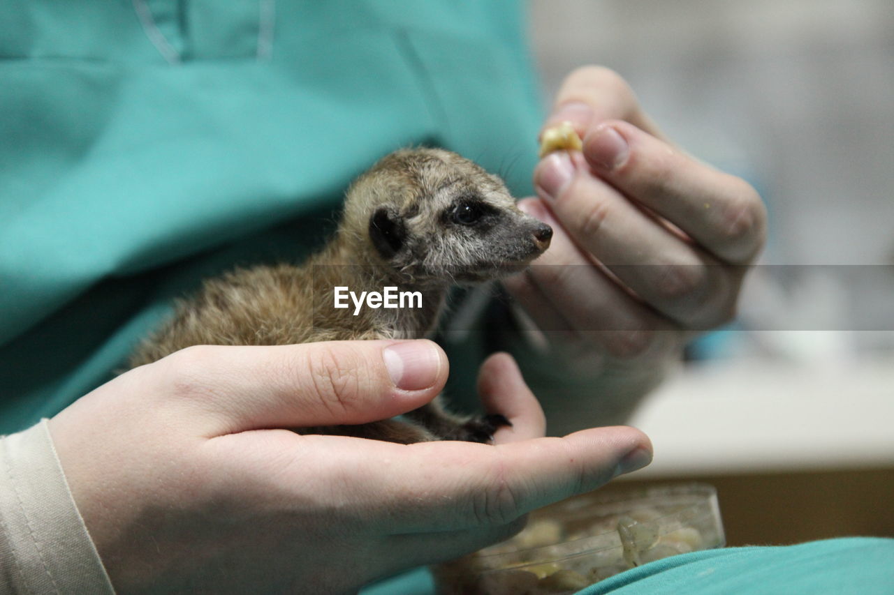 Cropped hands of woman holding meerkat