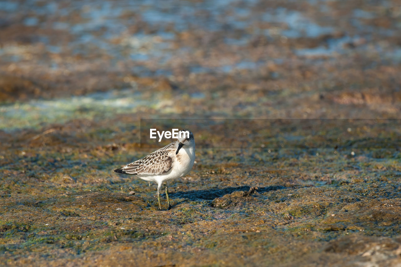 animal themes, animal wildlife, animal, wildlife, bird, nature, one animal, no people, full length, side view, sandpiper, day, selective focus, outdoors, land, grass, environment