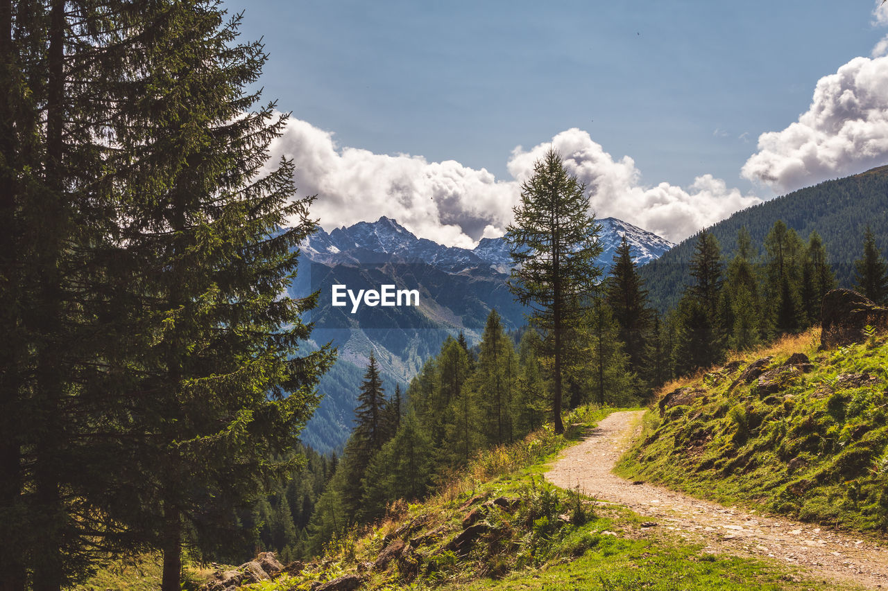 Scenic view of pine trees against sky