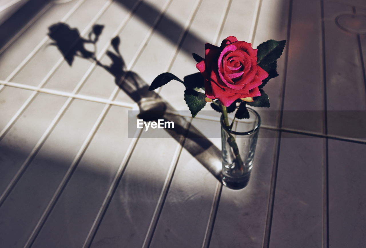 High angle view of rose in vase