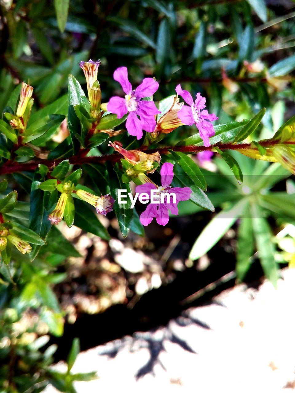 CLOSE-UP OF PURPLE FLOWERS BLOOMING