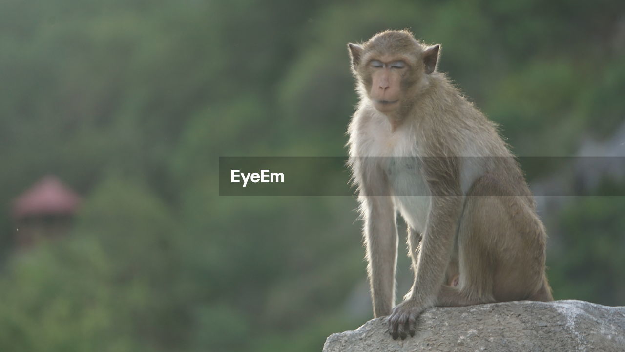 PORTRAIT OF MONKEY SITTING ON A TREE