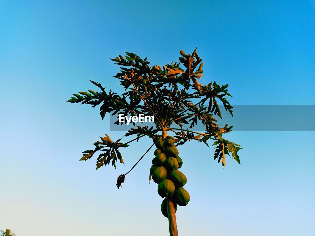Low angle view of fruits on tree against clear blue sky