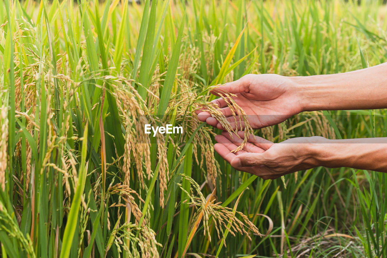 Cropped hand of man holding wheat