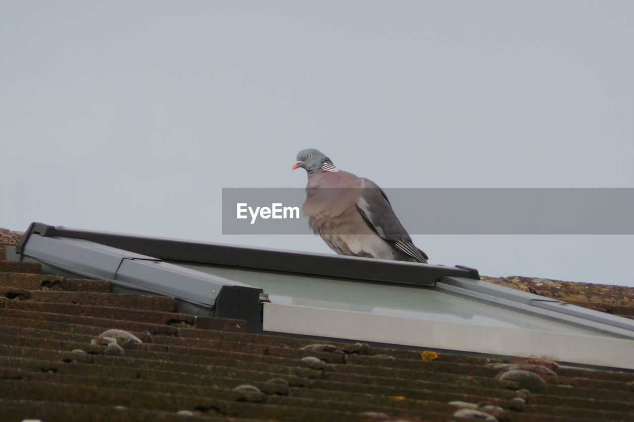 Low angle view of pigeon on roof against clear sky