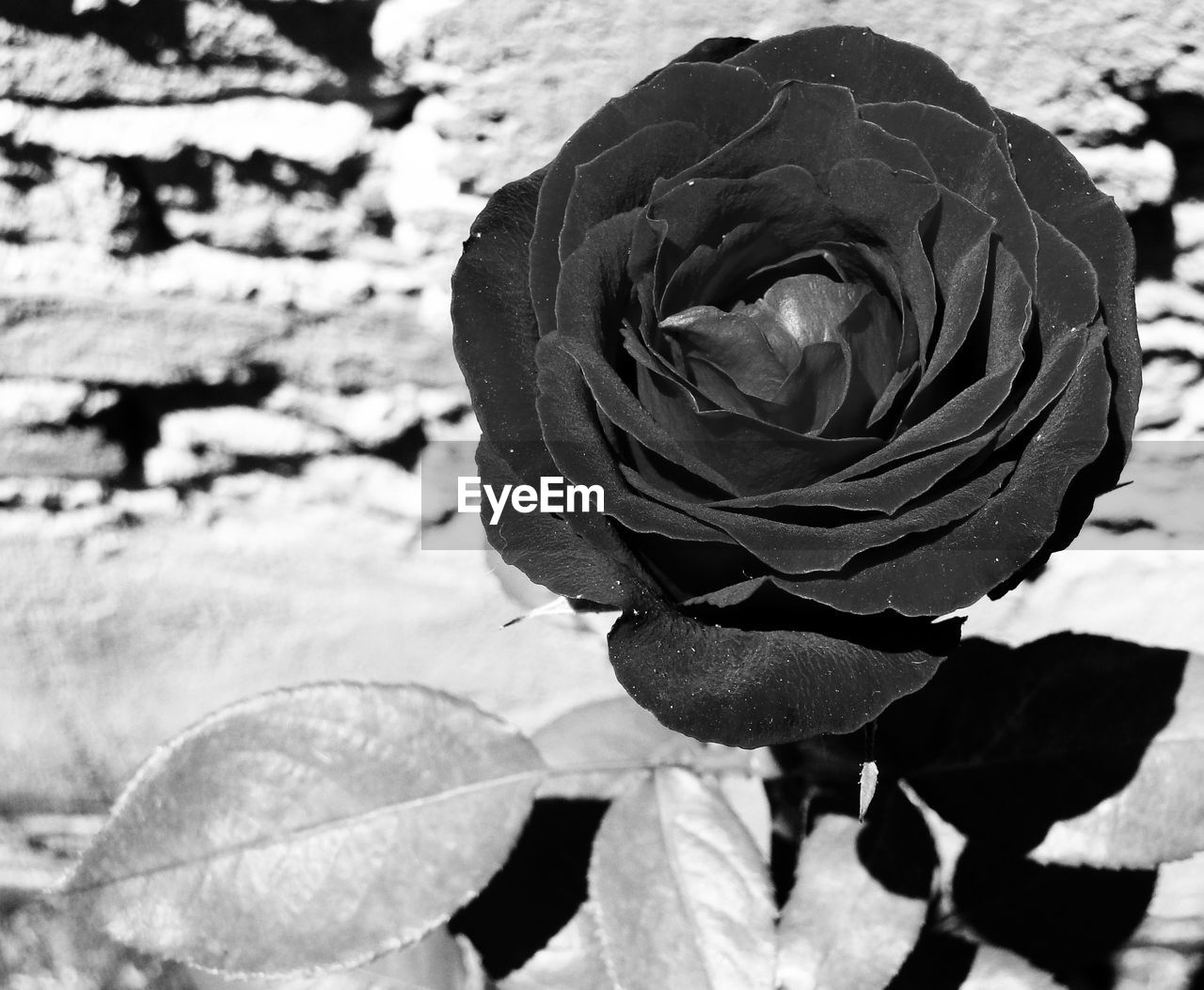 CLOSE-UP OF ROSE FLOWER BLOOMING OUTDOORS