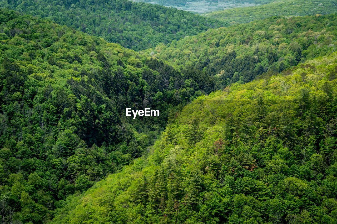 HIGH ANGLE VIEW OF TREES GROWING ON LAND