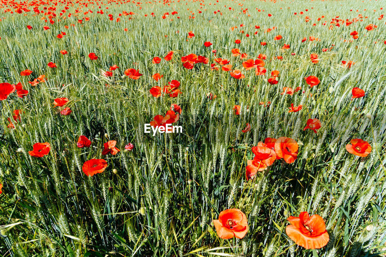 CLOSE-UP OF POPPIES ON FIELD