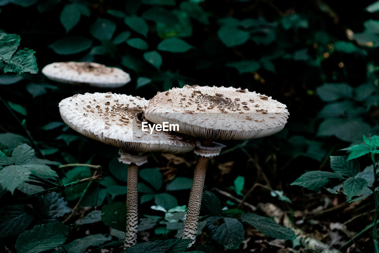 Close-up of two mushrooms in the forest 