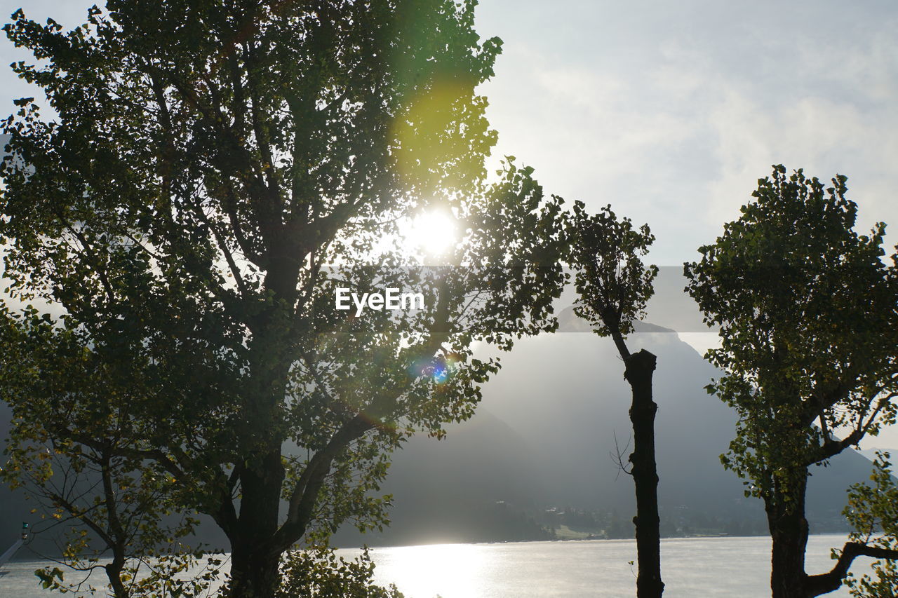 Sunlight streaming through trees against sky