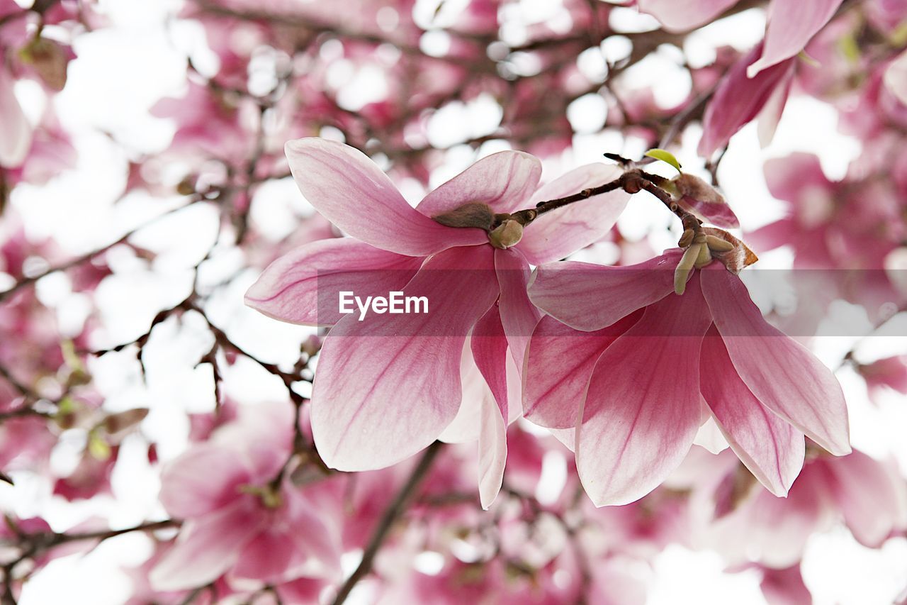 CLOSE-UP OF CHERRY BLOSSOMS ON PINK FLOWERING PLANT