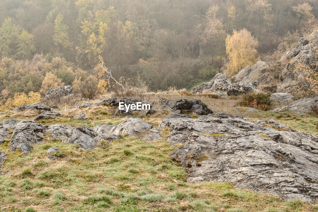 Scenic view of forest