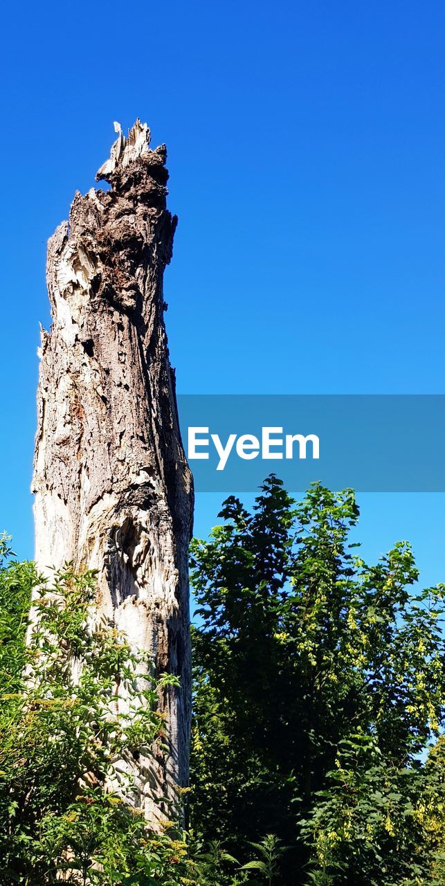 LOW ANGLE VIEW OF TREES AGAINST BLUE SKY