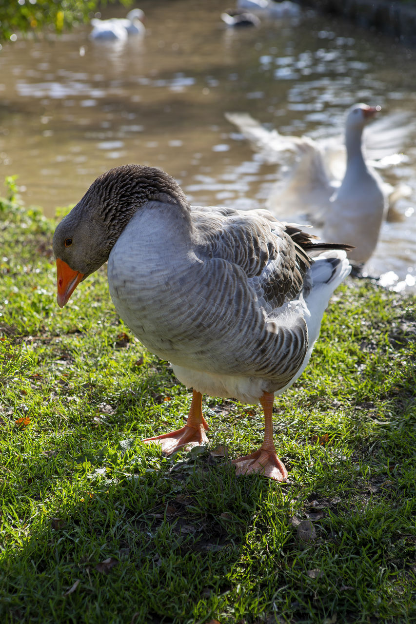 animal themes, animal, bird, nature, animal wildlife, wildlife, duck, goose, grass, ducks, geese and swans, beak, water, water bird, no people, plant, day, one animal, lake, fowl, outdoors, poultry, full length, land