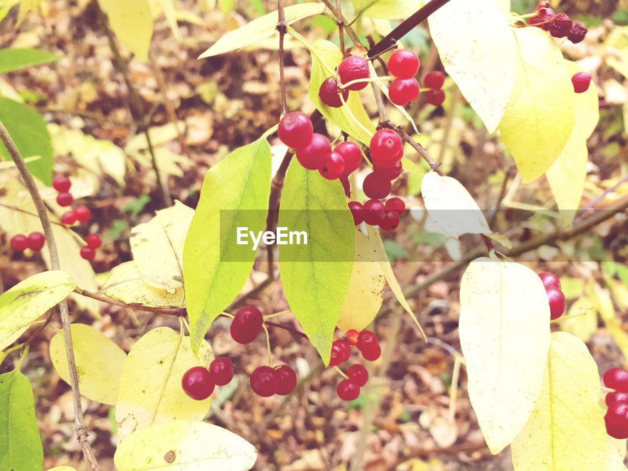 CLOSE-UP OF RED BERRIES ON TREE