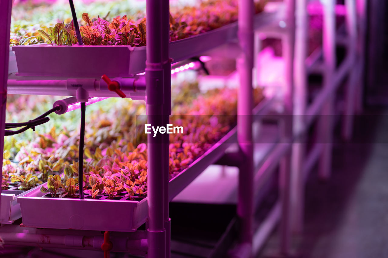 close-up of plants in greenhouse