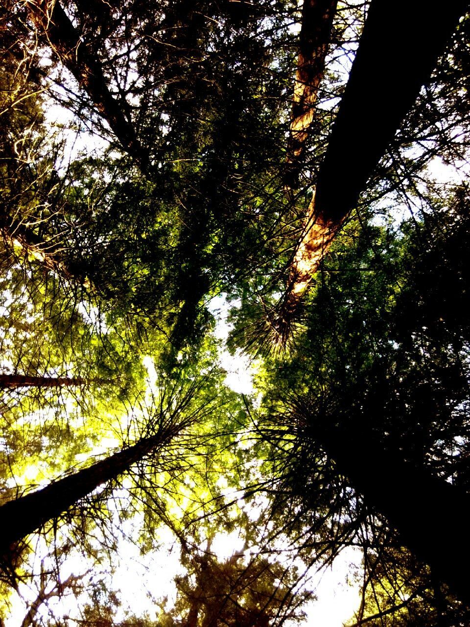 Low angle view of trees in forest