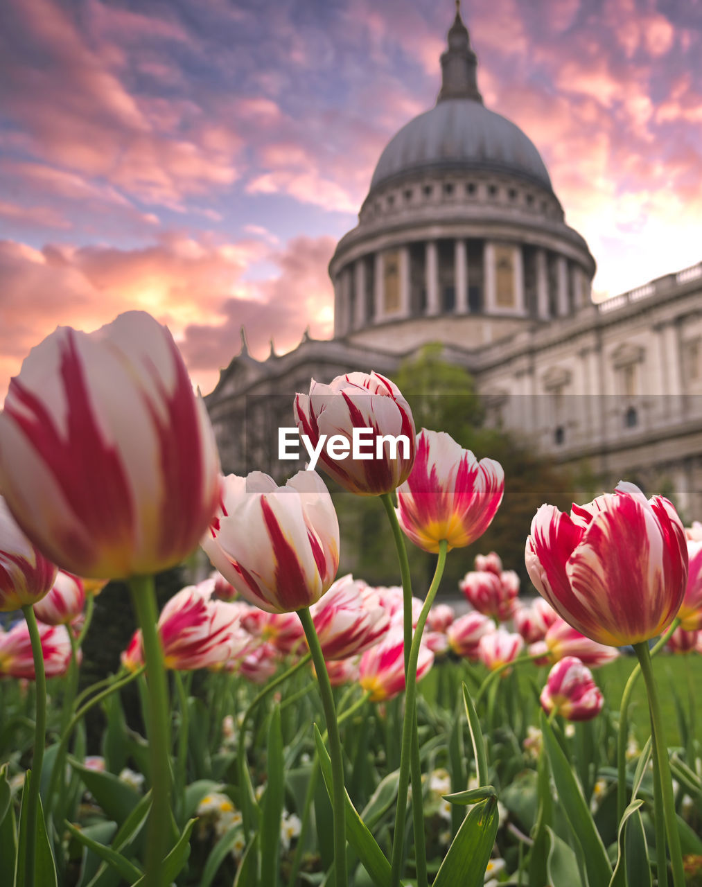 CLOSE-UP OF PINK TULIP FLOWERS AGAINST SKY