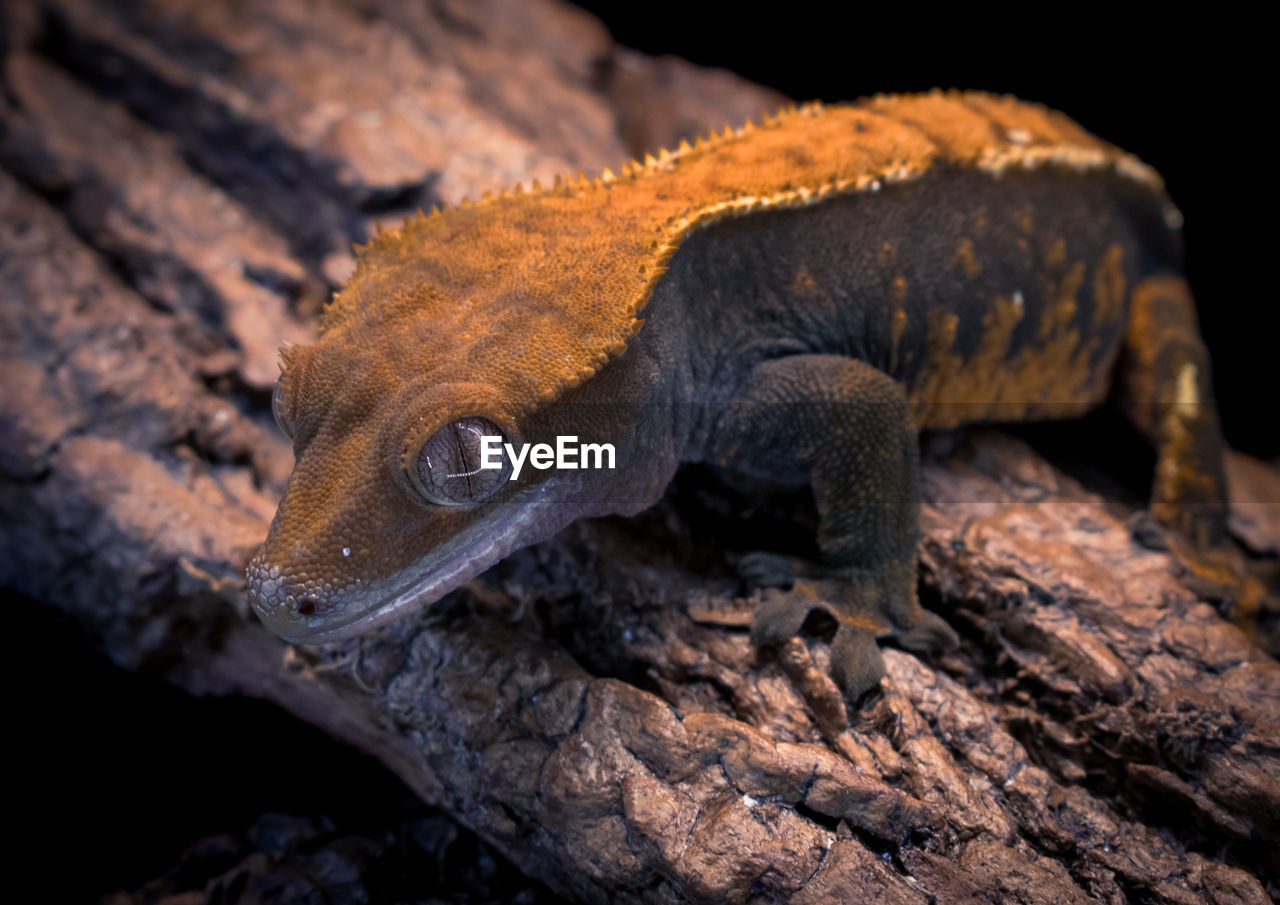close-up of lizard on tree trunk