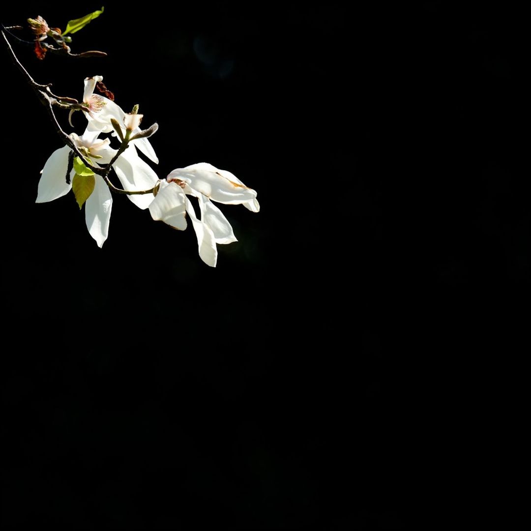 White flowers blooming in park at night