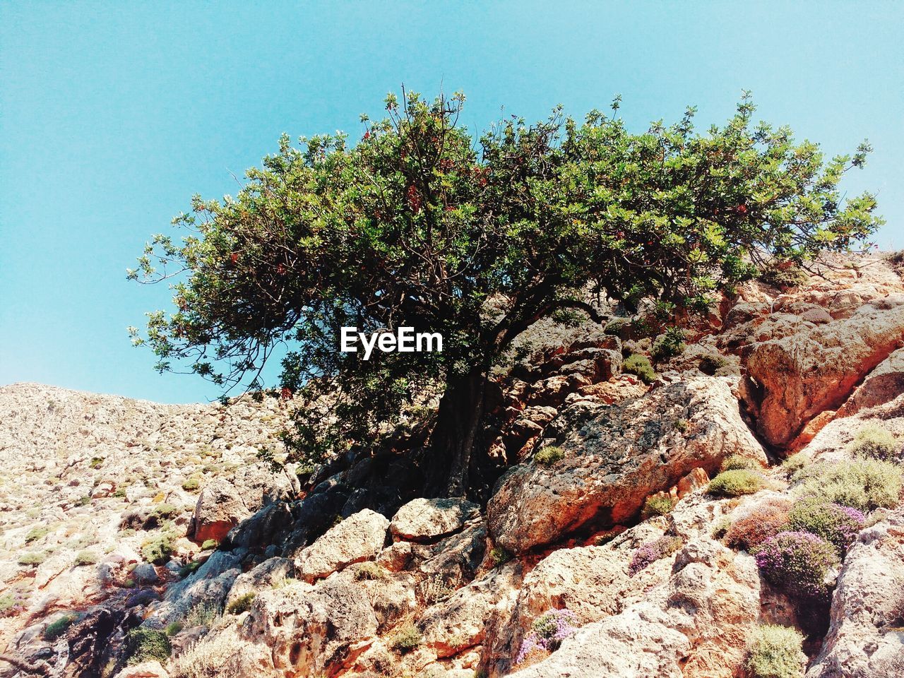 Close-up of tree against clear sky