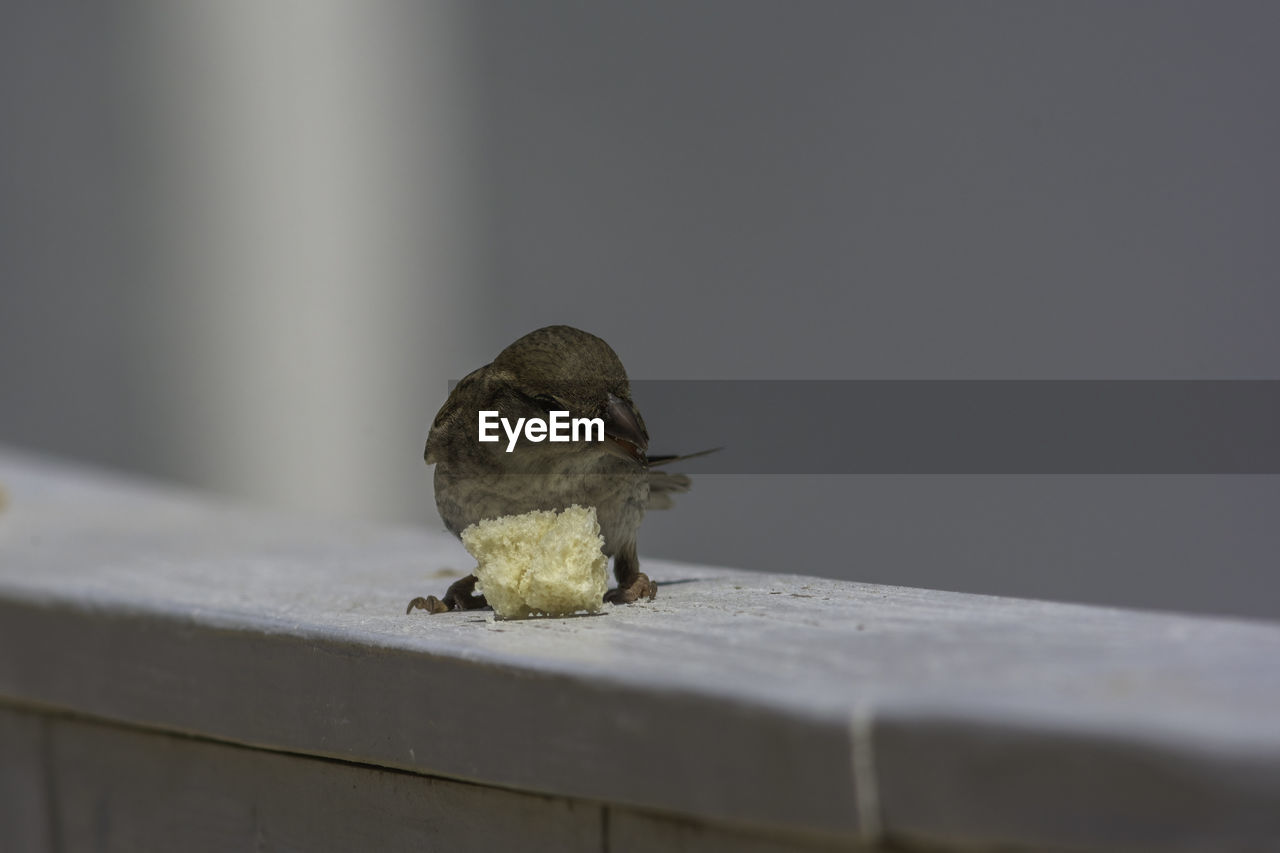 Close-up of bird perching on retaining wall