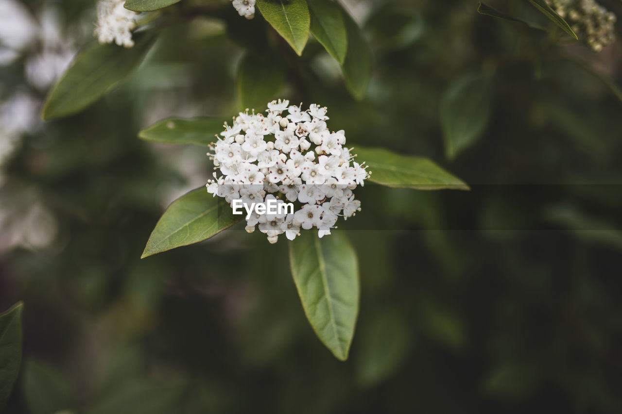 Close-up of white flower blooming outdoors