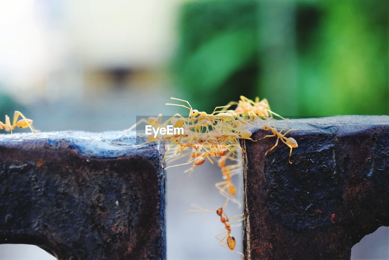 Close-up of insect perching on wood