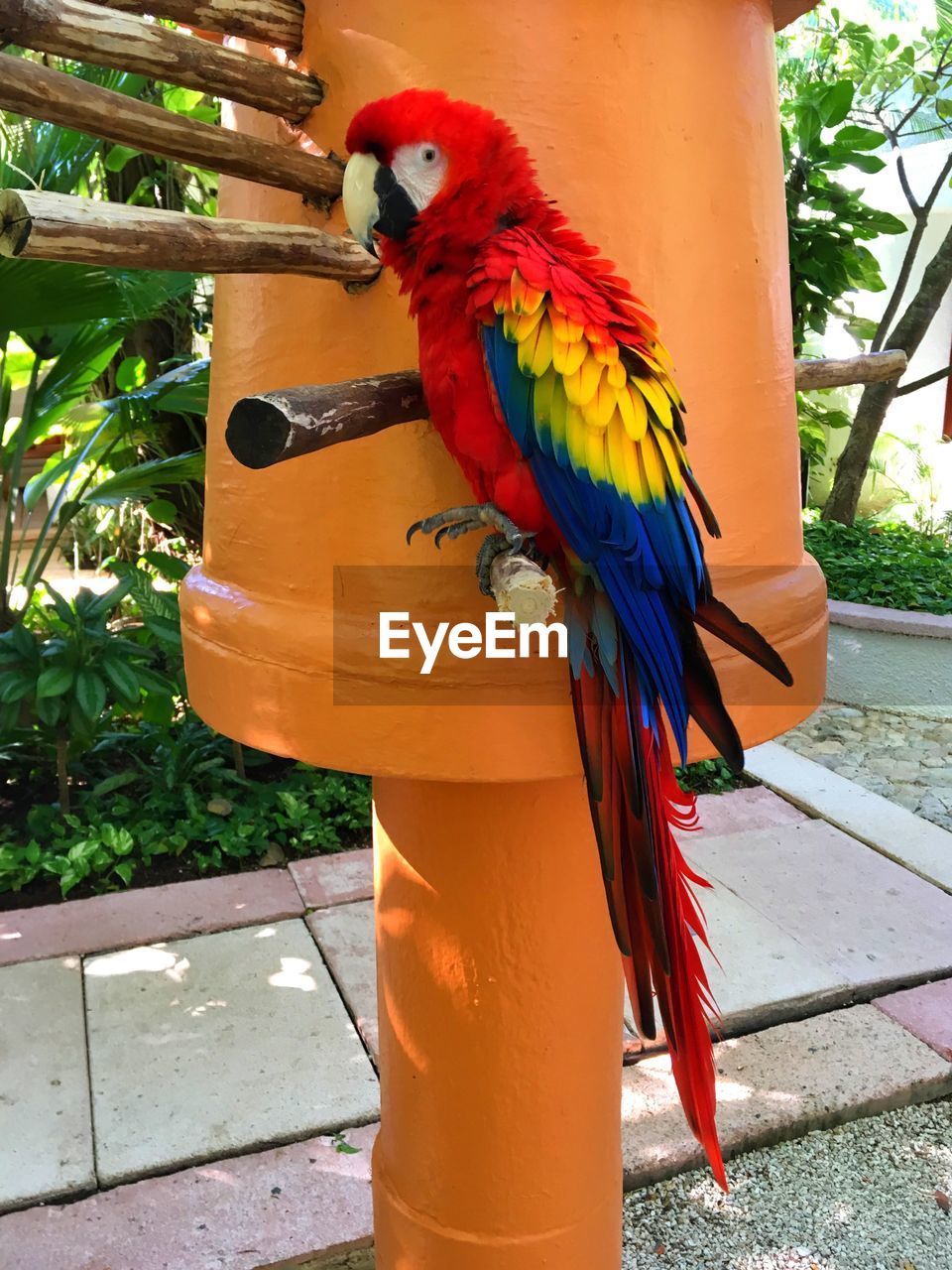 PARROT PERCHING ON TREE