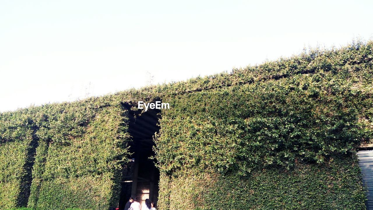 PLANTS GROWING ON GRASSY FIELD AGAINST CLEAR SKY