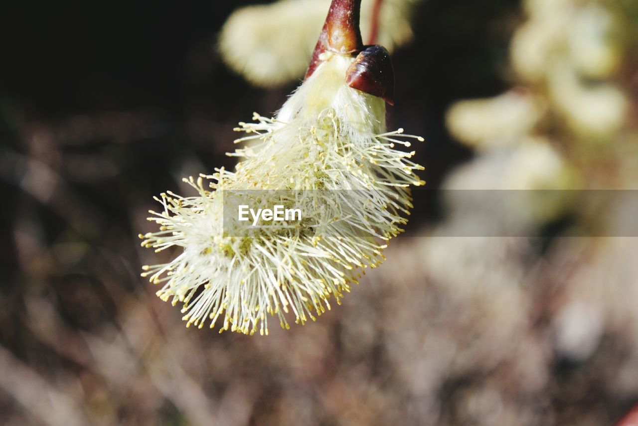 Close-up of flower blooming outdoors