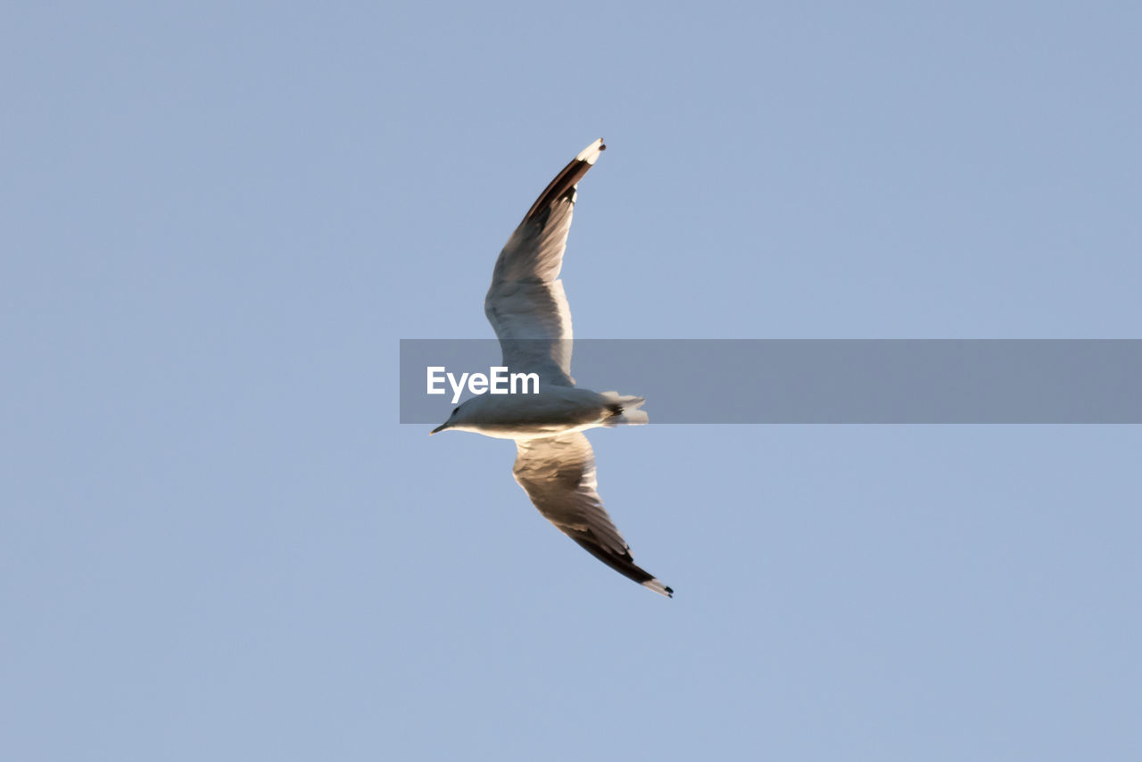 Low angle view of seagull flying against sky