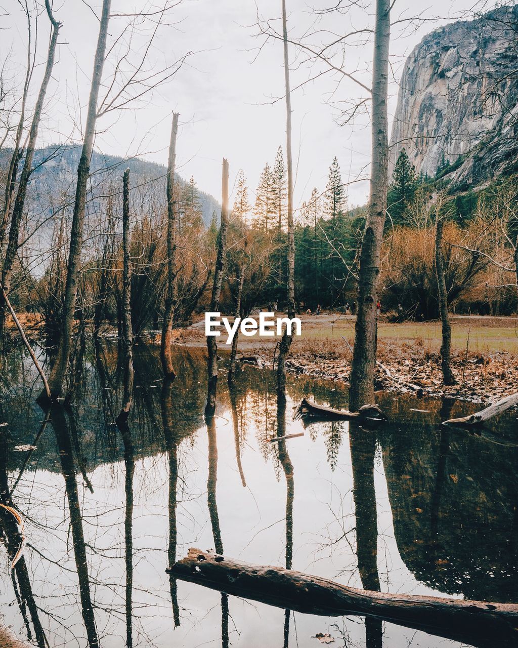 Scenic view of lake by field in forest