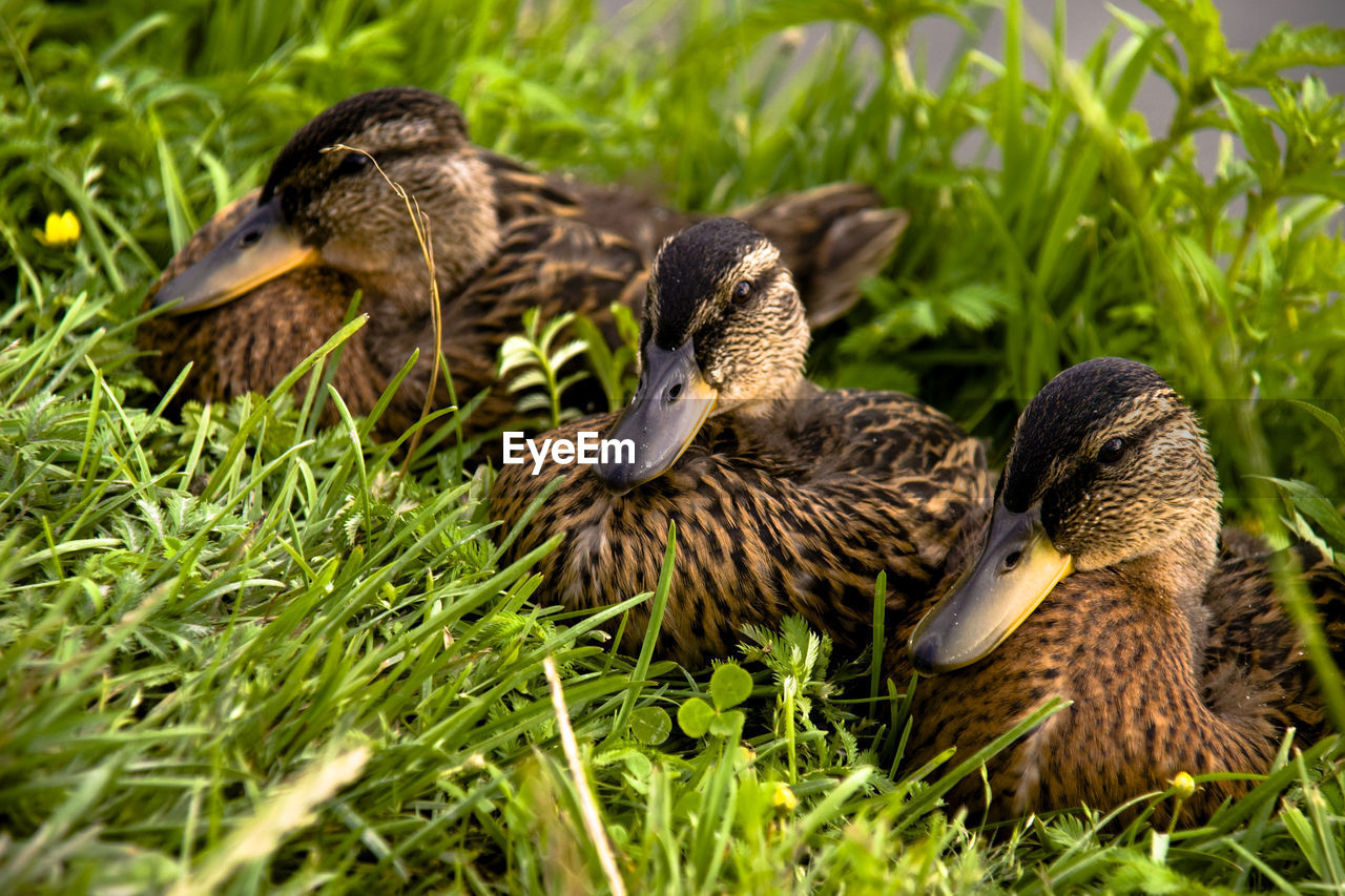 MALLARD DUCKS ON FIELD