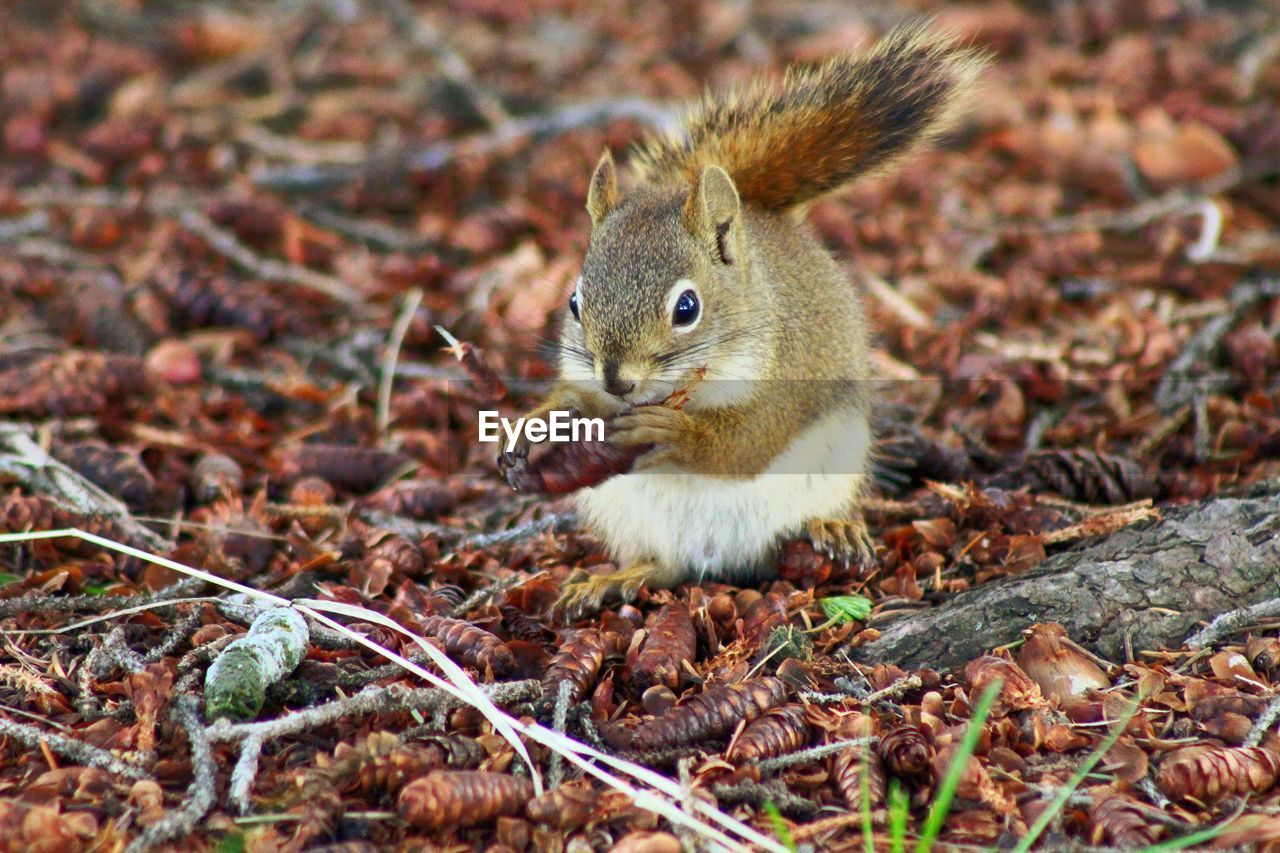 Squirrel on a field