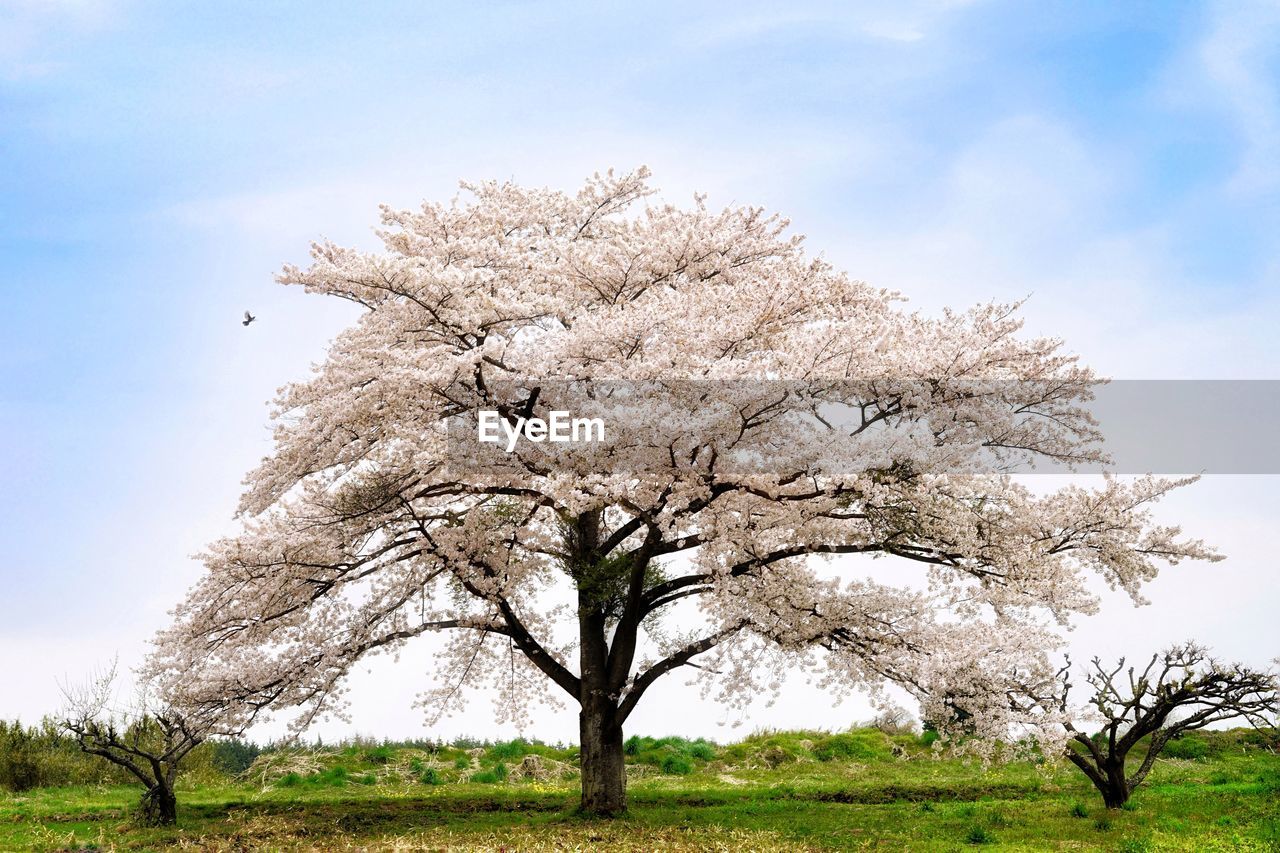 Close-up of fresh flower tree against sky