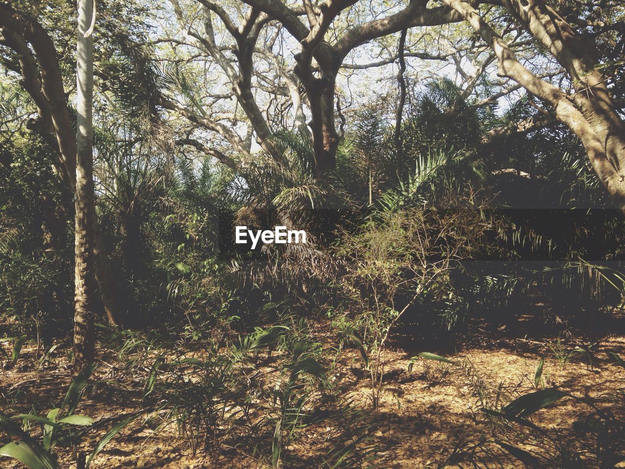 Trees and plants in forest