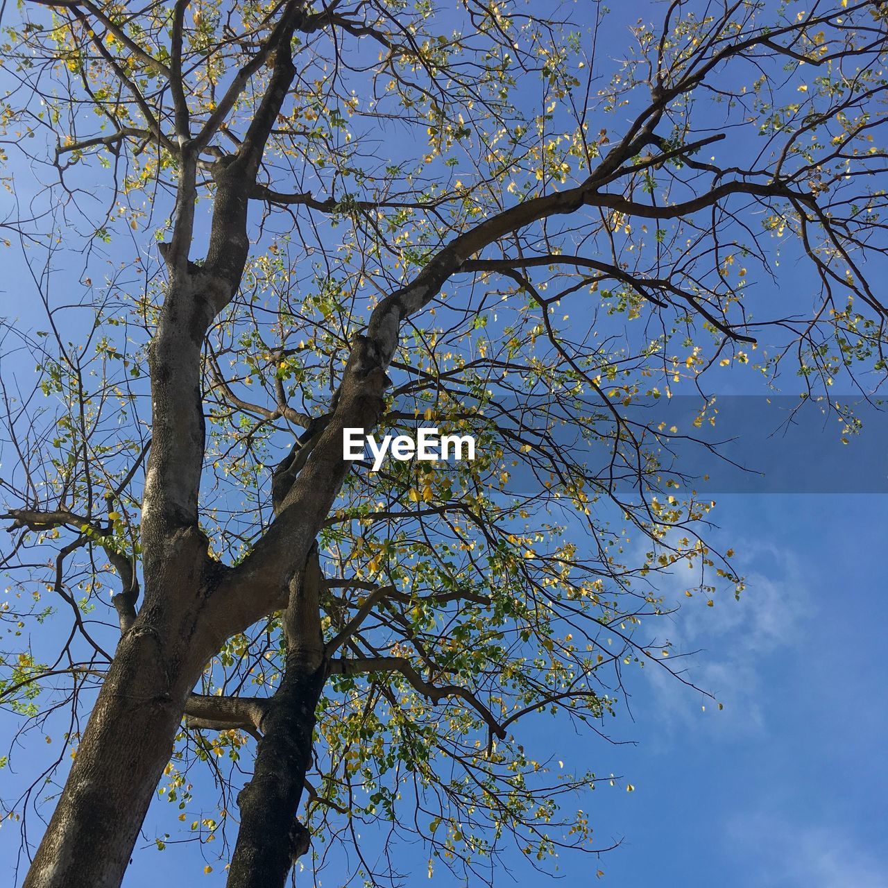 LOW ANGLE VIEW OF TREES AGAINST SKY