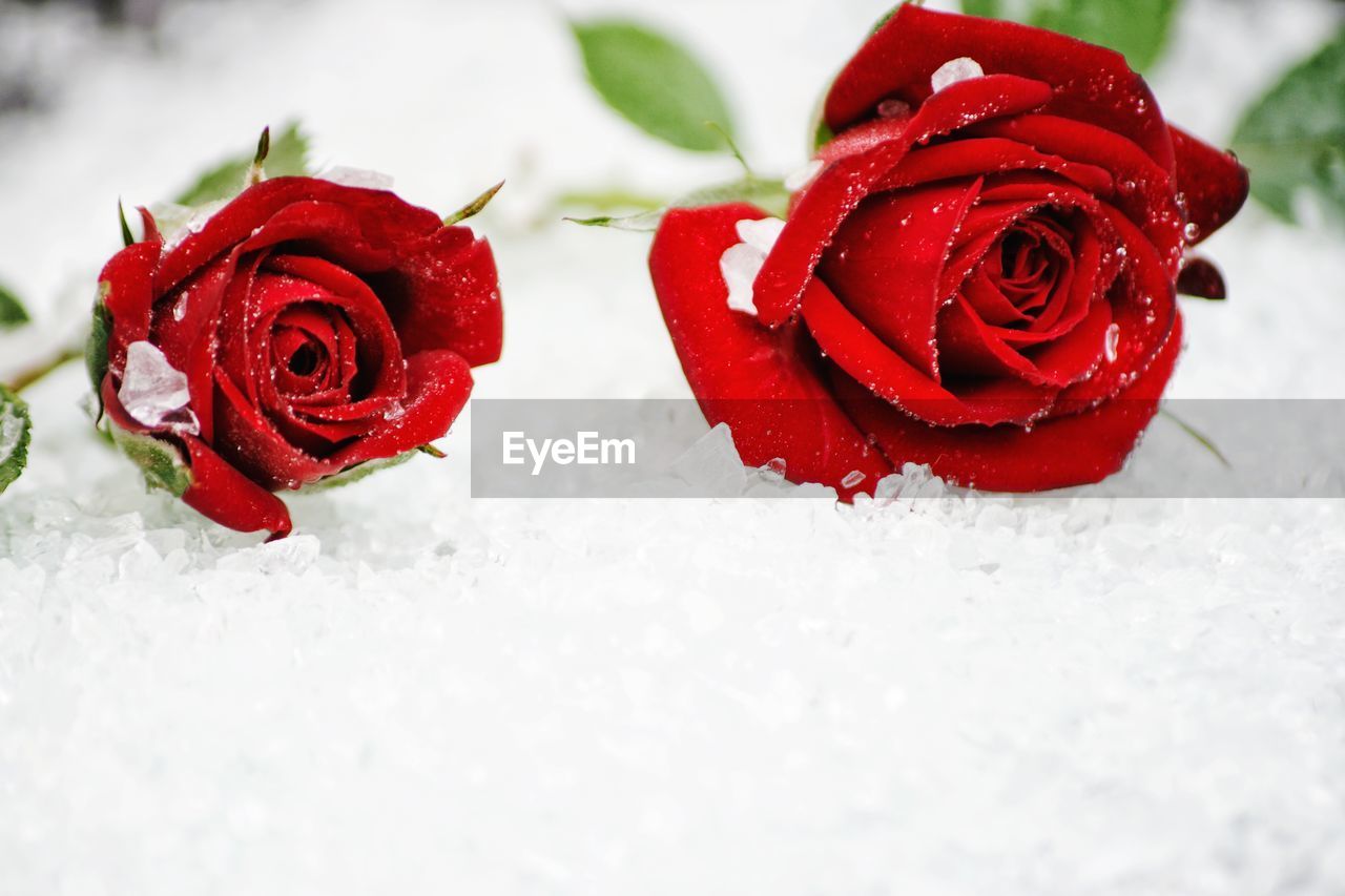 Close-up of red roses