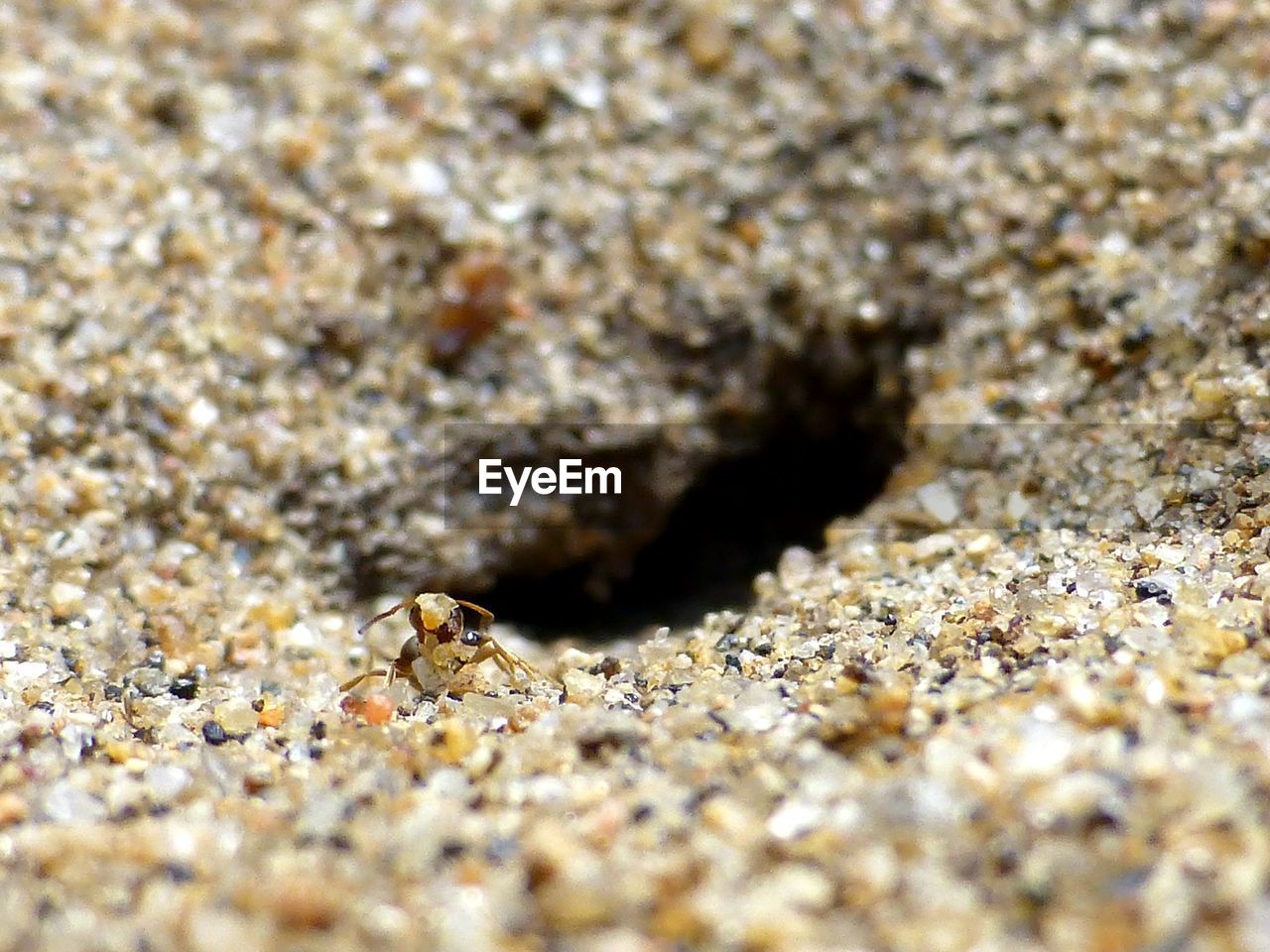 HIGH ANGLE VIEW OF LIZARD ON SAND