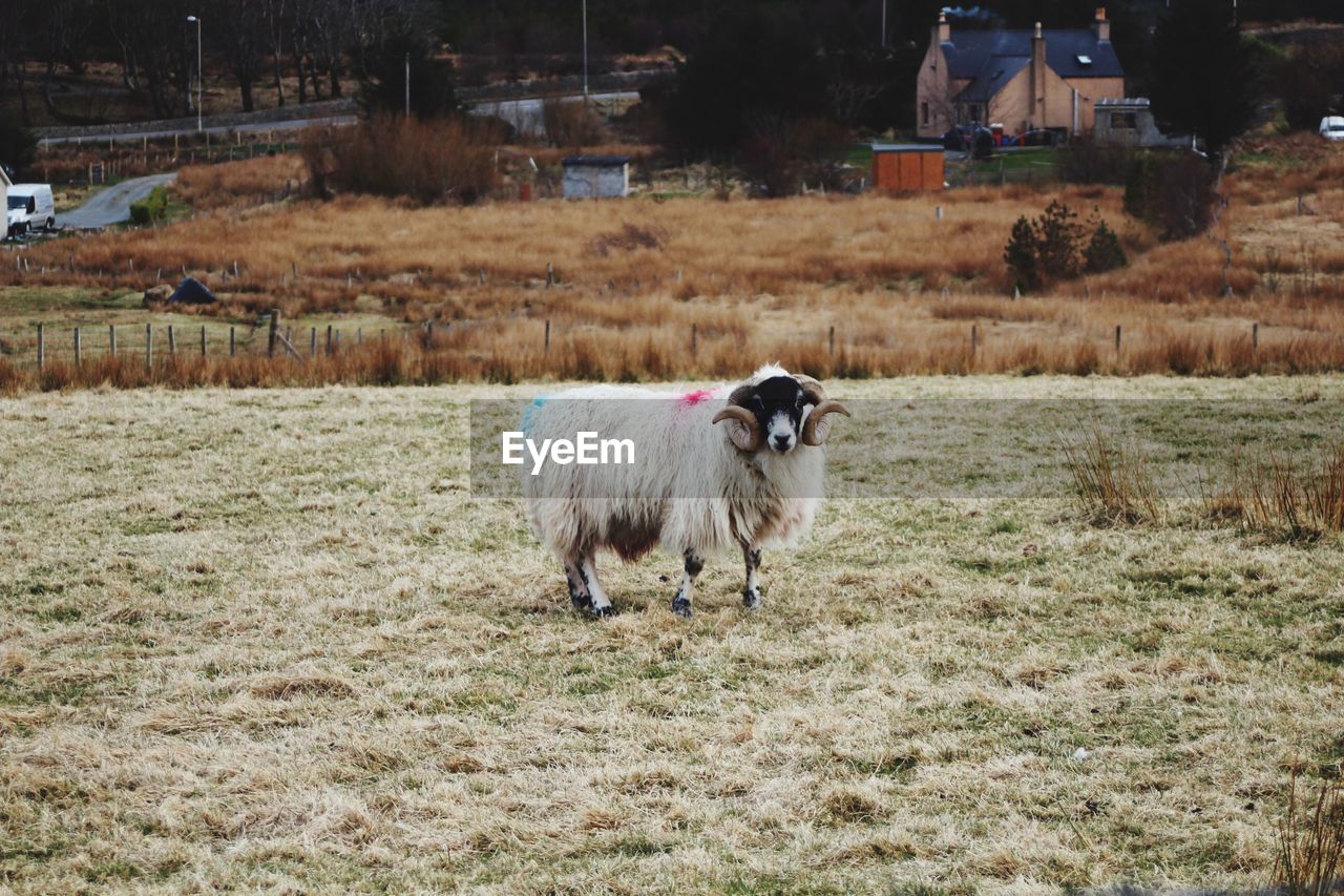 VIEW OF A SHEEP ON FIELD