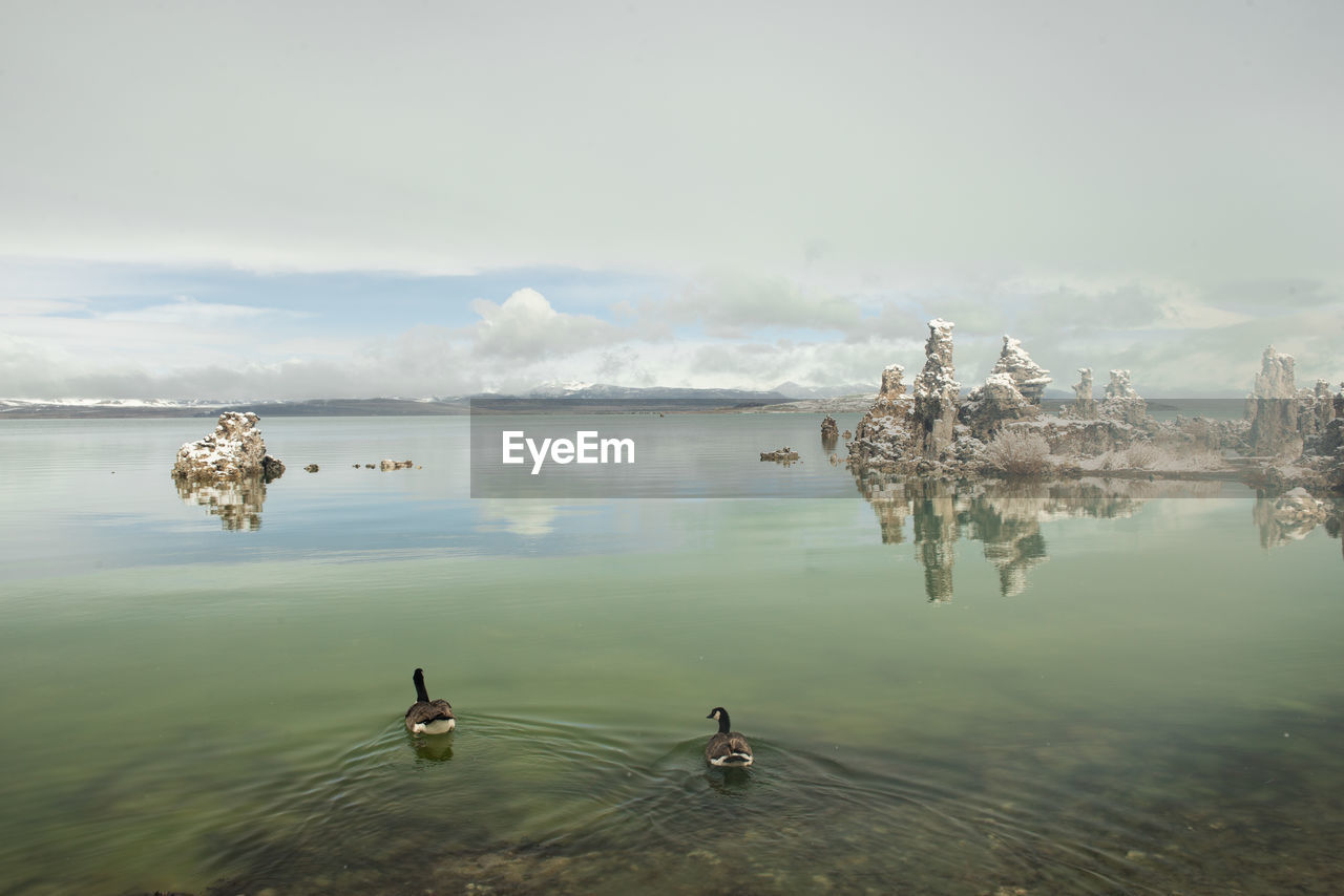 Swans and a rare snow storm blankets mono lake in northern california